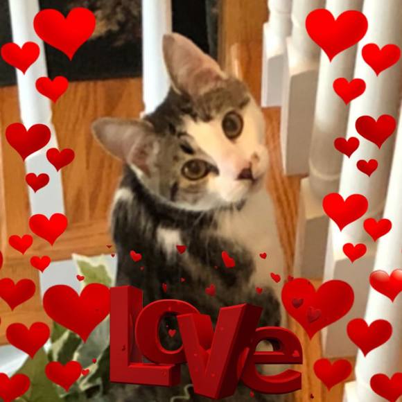 Meet your Posher, Teri - Picture 1 of 1